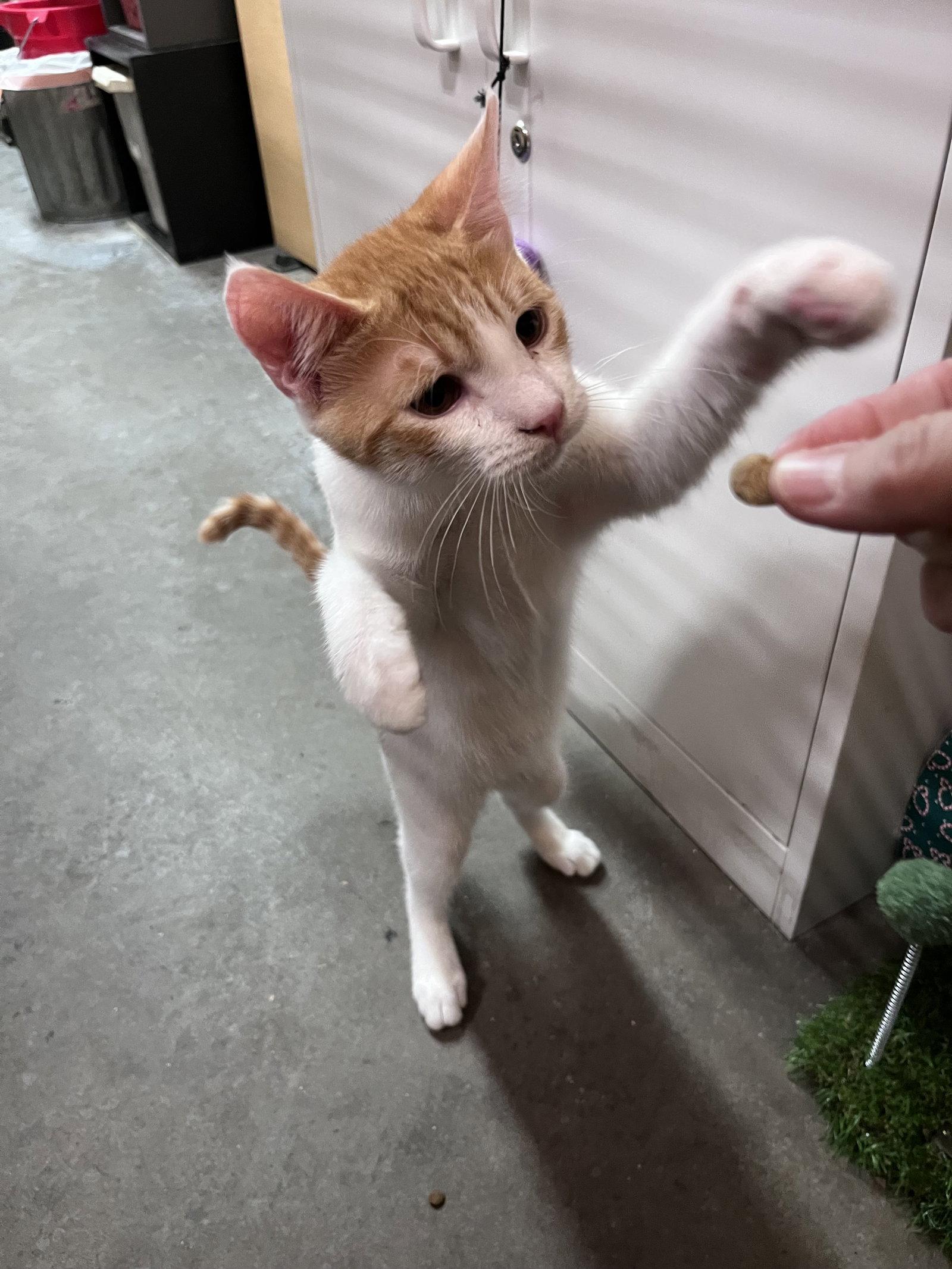 Enlarge Rusty, a Adoptable Domestic Short Hair in Scottsdale, AZ image 2/3