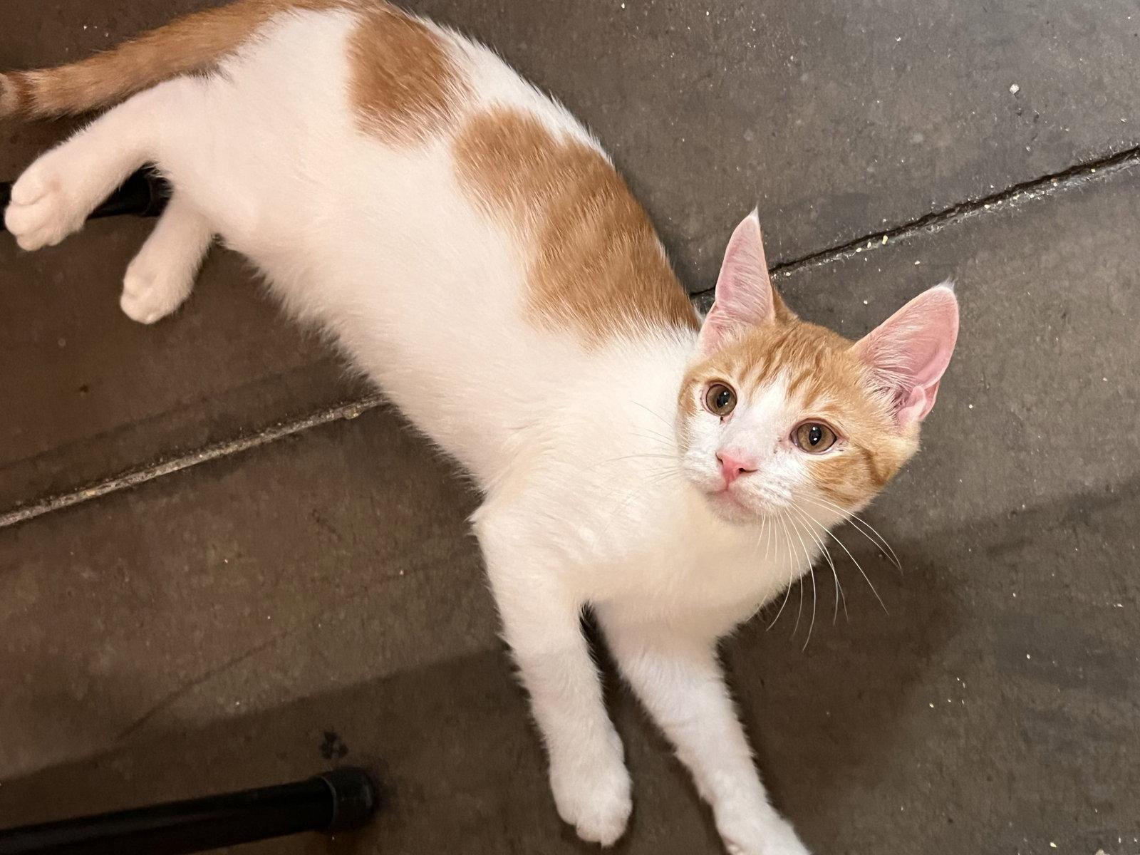 Enlarge Rusty, a Adoptable Domestic Short Hair in Scottsdale, AZ image 3/3