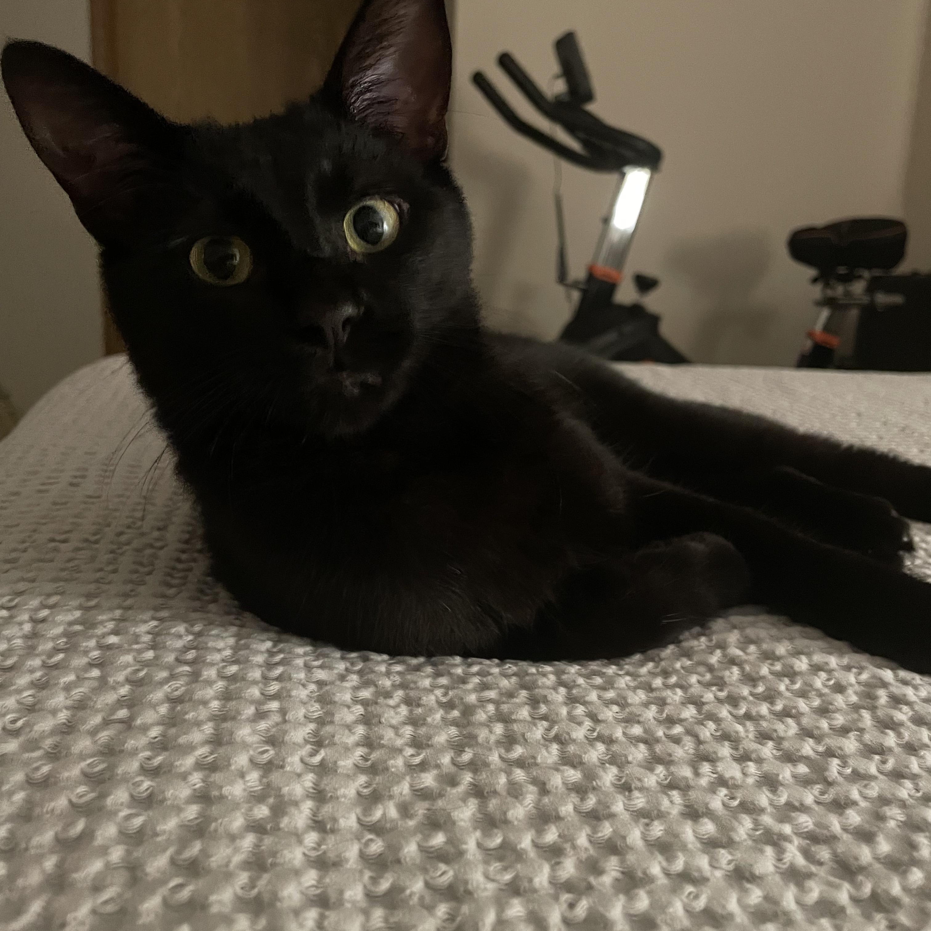 Koji, ADOPTABLE, Adult Male Domestic Short Hair.