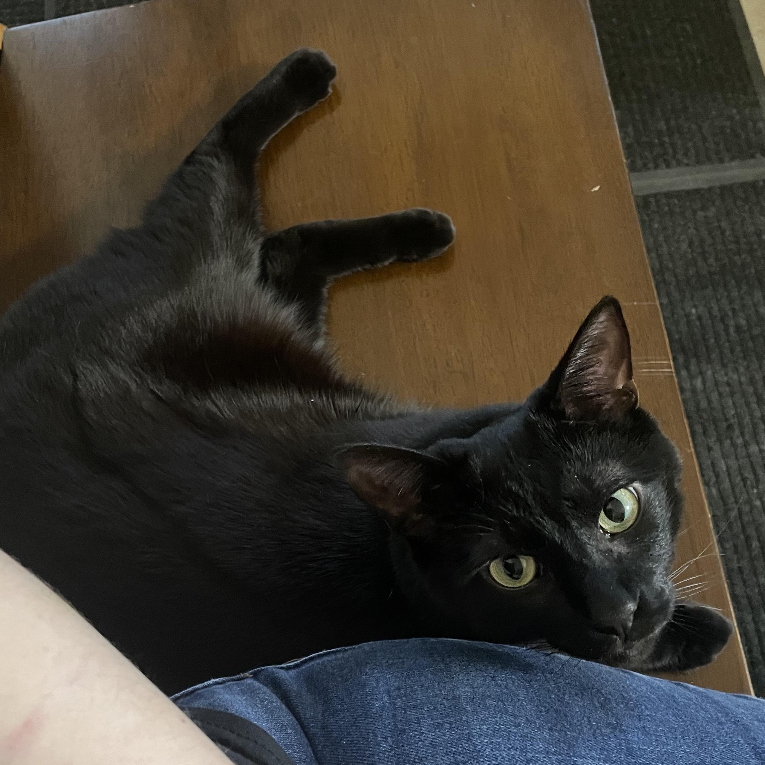 Koji, a ADOPTABLE Domestic Short Hair in Antioch, IL image 4/5