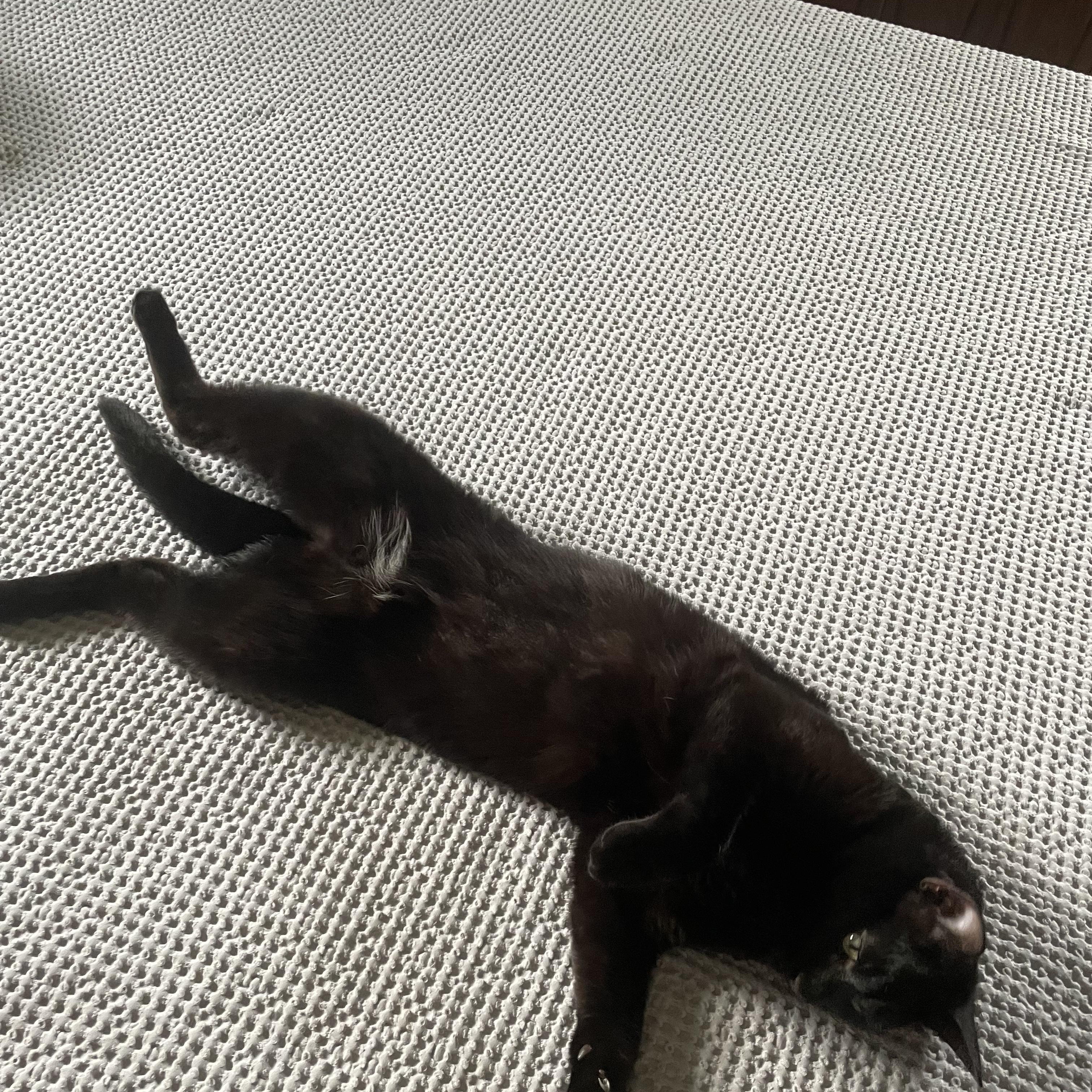 Koji, a ADOPTABLE Domestic Short Hair in Antioch, IL image 5/5