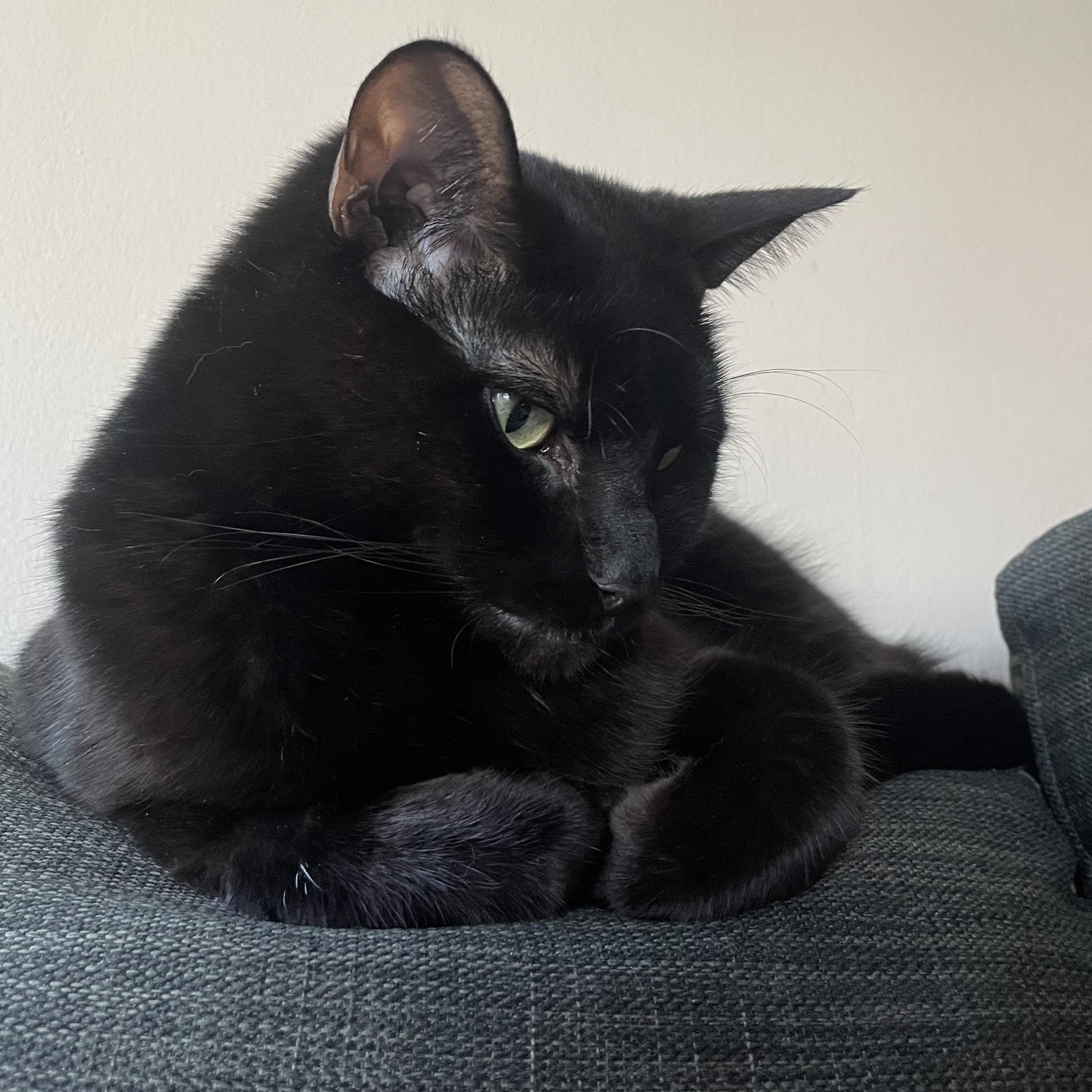 Koji, a ADOPTABLE Domestic Short Hair in Antioch, IL image 2/5
