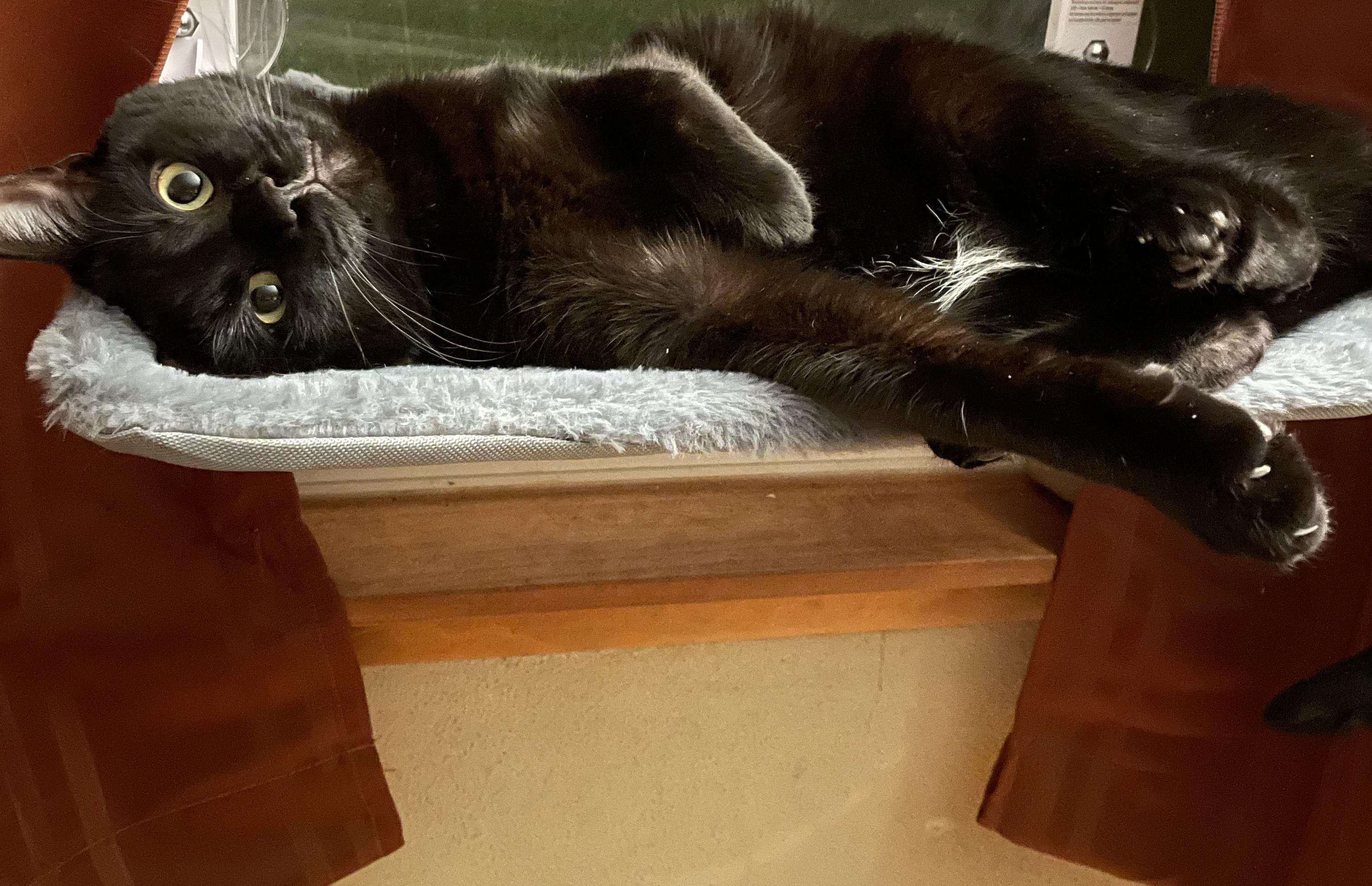 Koji, a ADOPTABLE Domestic Short Hair in Antioch, IL image 3/5