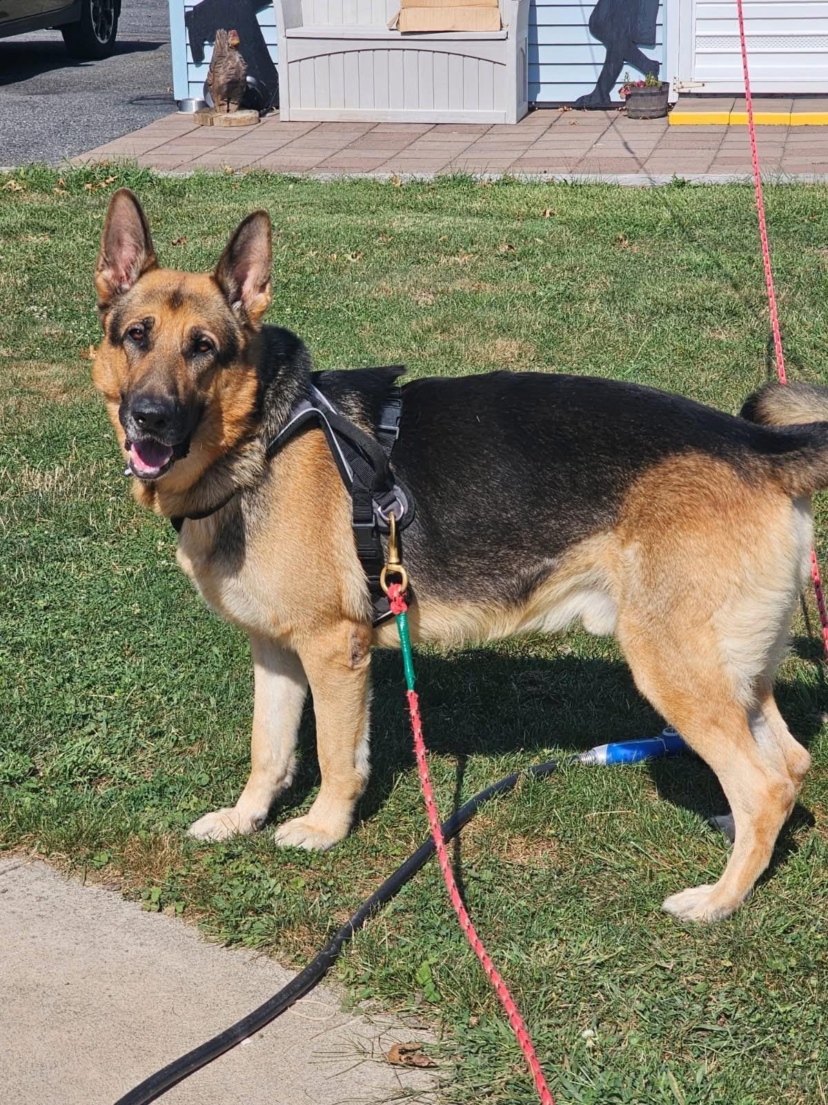 Enlarge Ben, a Adoptable German Shepherd Dog in Fleetwood, PA image 1/1
