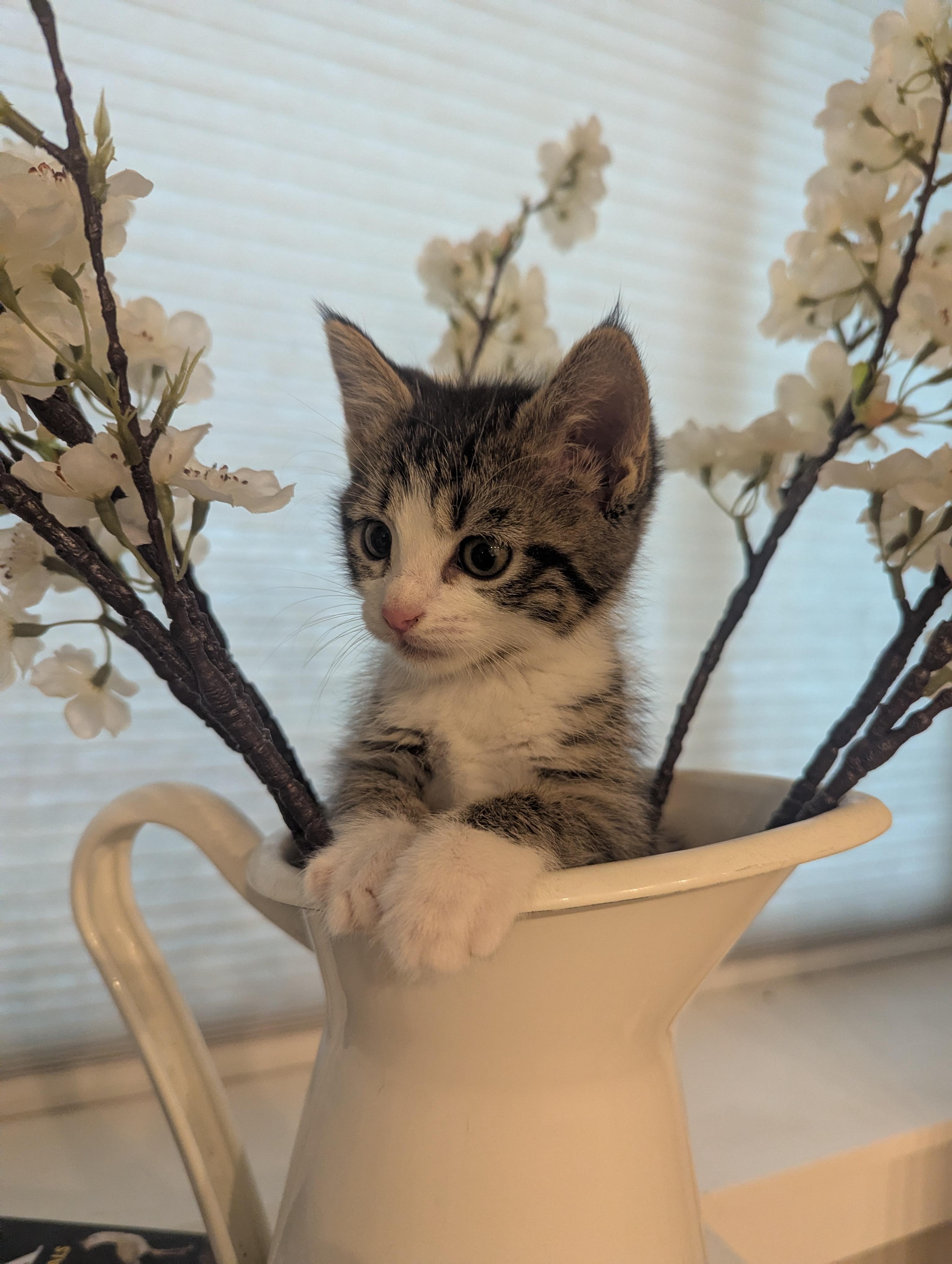 Now, Adoptable, Kitten Male Domestic Short Hair.