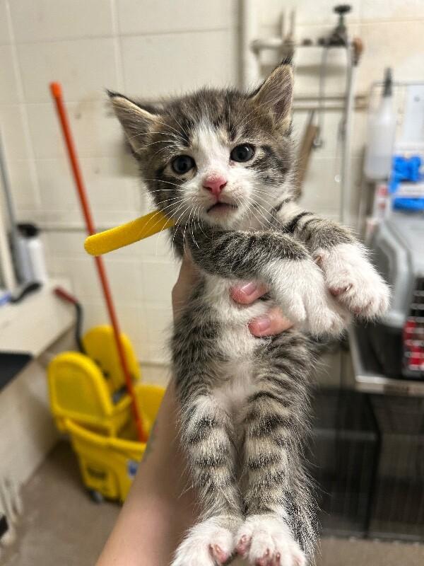 Enlarge Now, a Adoptable Domestic Short Hair in Fruit Heights, UT image 2/3