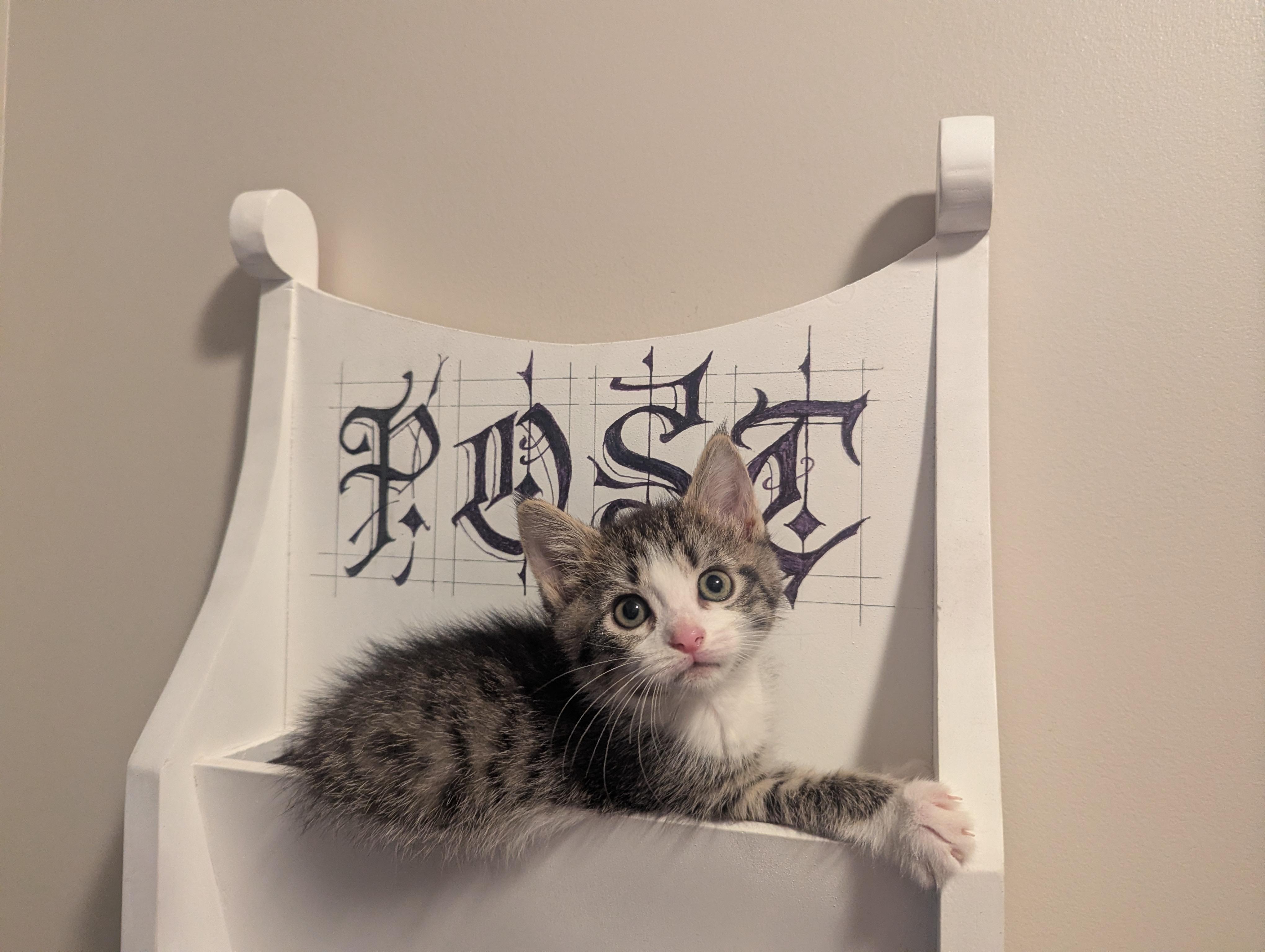 Enlarge Now, a Adoptable Domestic Short Hair in Fruit Heights, UT image 3/3