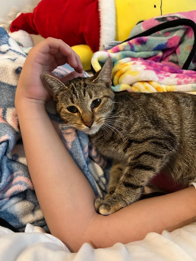 Alley, a Adoptable mixed breed in Orlando, FL image 2/5