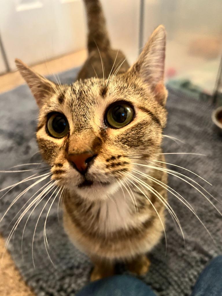 Alley, a Adoptable mixed breed in Orlando, FL image 3/5