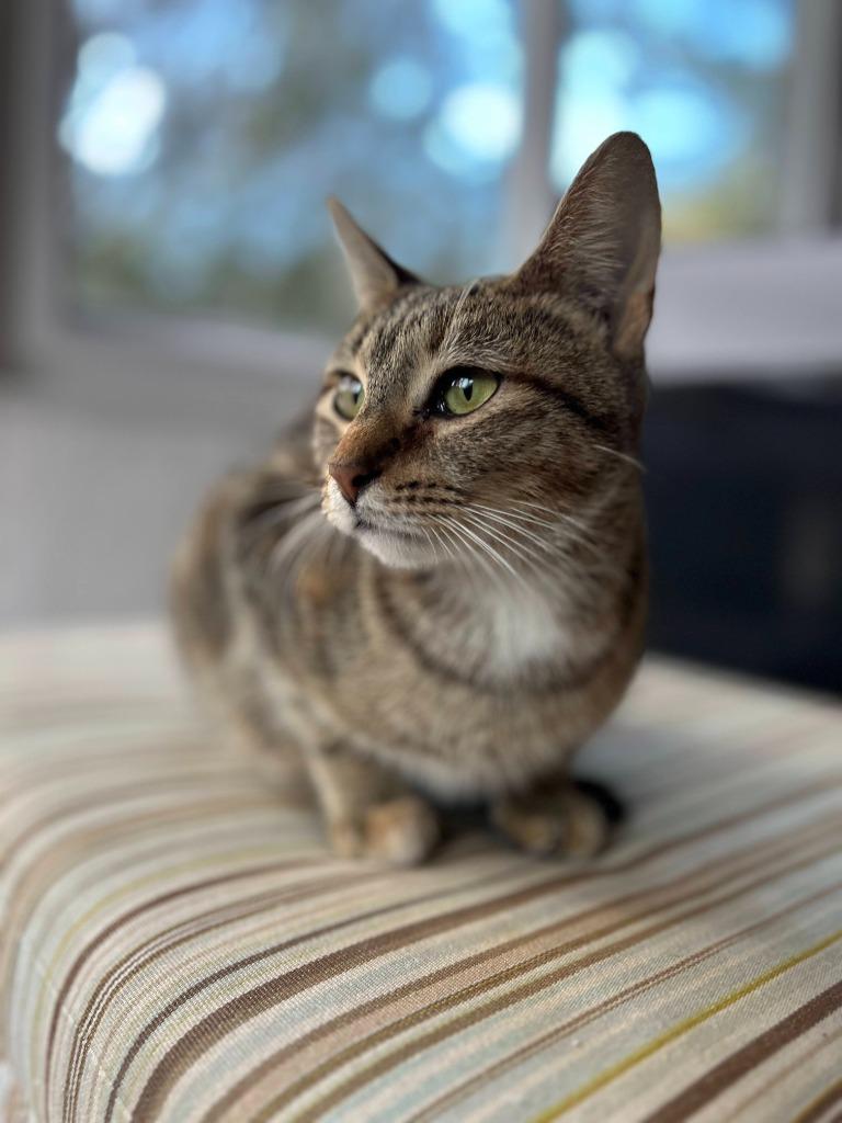 Alley, a Adoptable mixed breed in Orlando, FL image 4/5