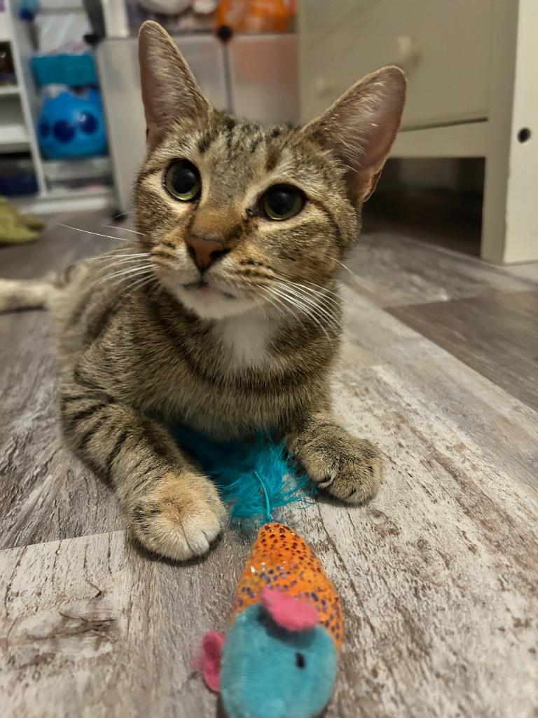 Alley, a Adoptable mixed breed in Orlando, FL image 5/5