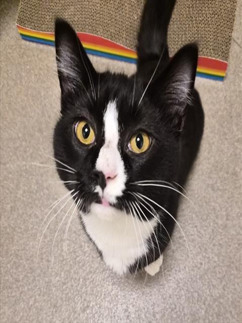 RIVER, Adoptable, Adult Male Domestic Short Hair.