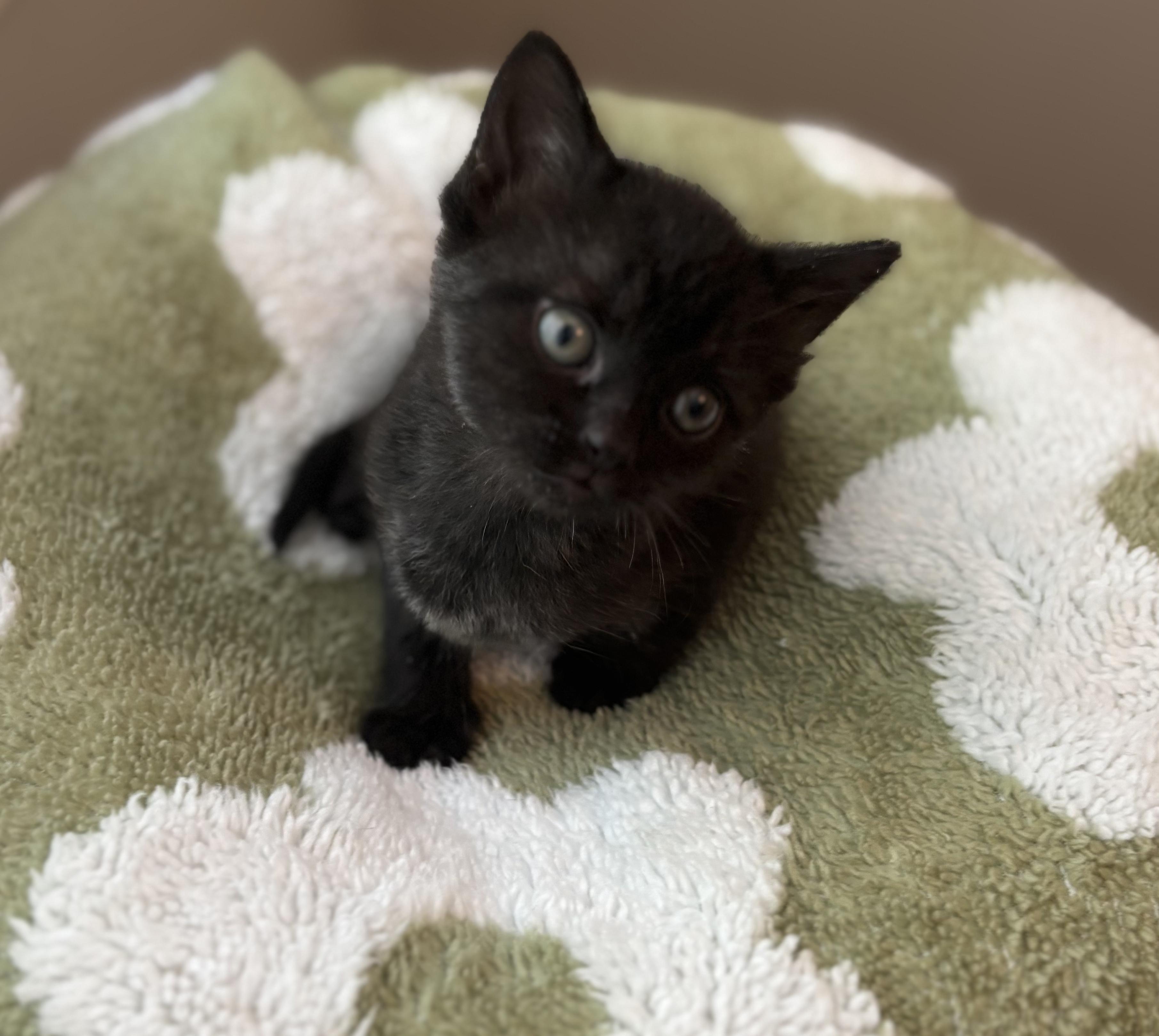 Mel, ADOPTABLE, Kitten Female Domestic Short Hair.