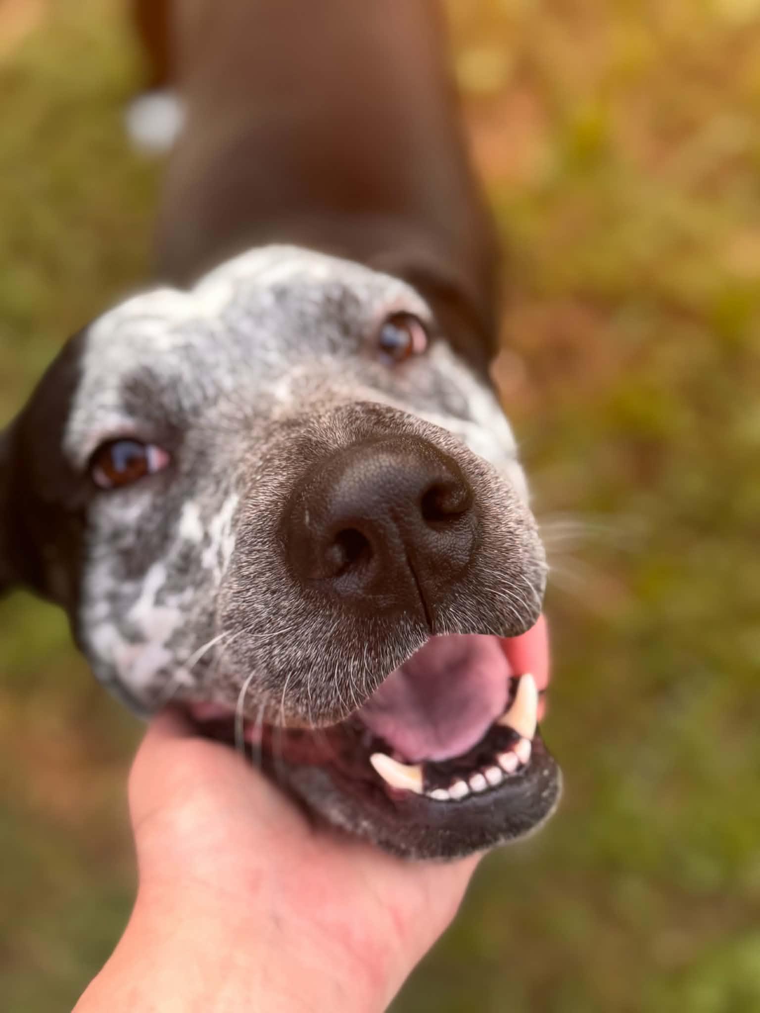 Enlarge Baloo, a Adopted mixed breed in Humble, TX image 4/6