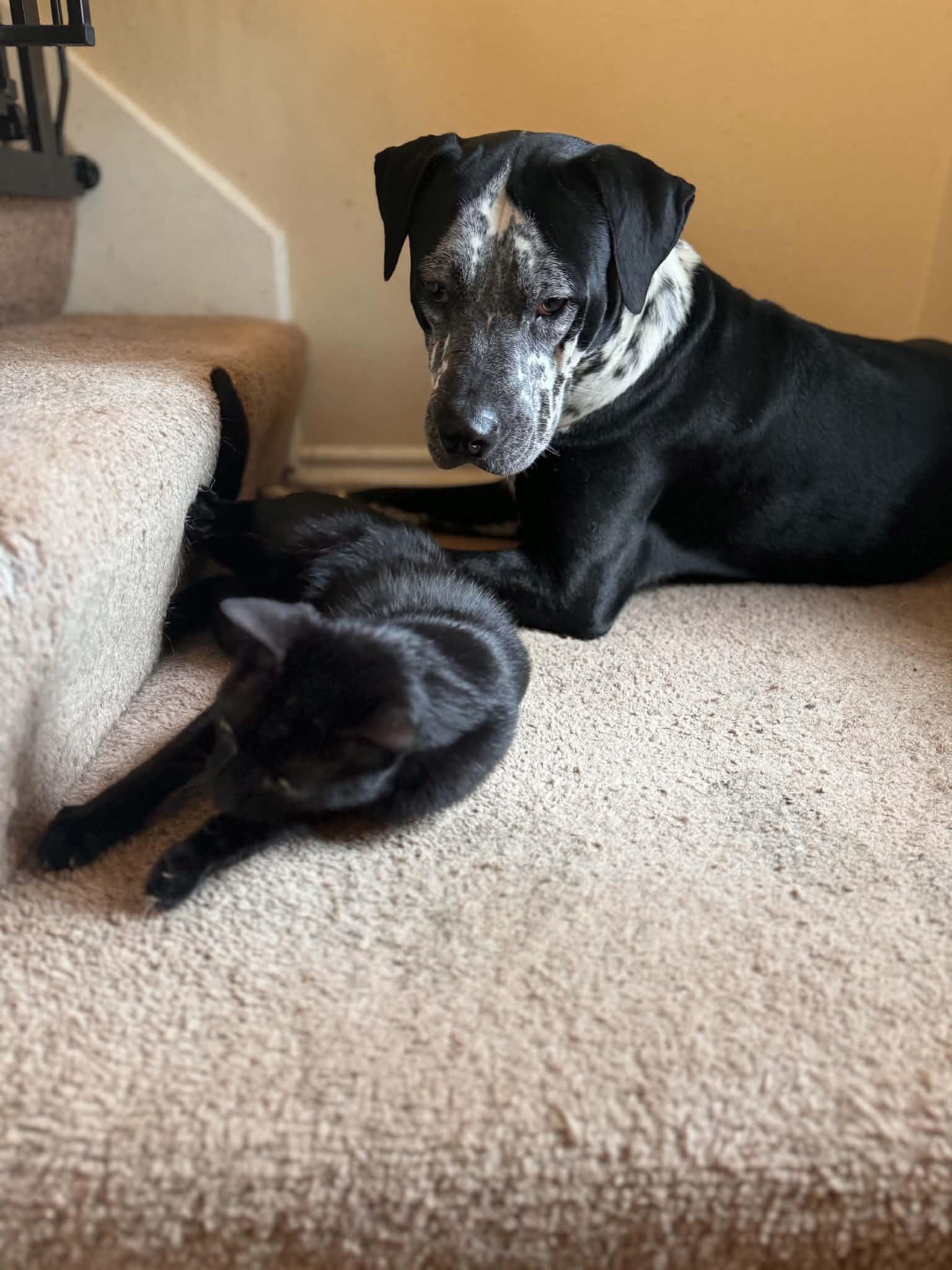 Enlarge Baloo, a Adopted mixed breed in Humble, TX image 5/6