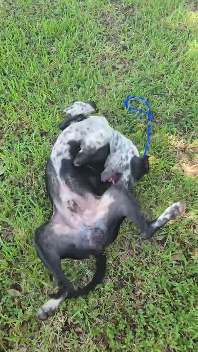 Enlarge Baloo, a Adopted mixed breed in Humble, TX video 6/6