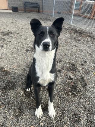 Enlarge Friday, a ADOPTABLE Border Collie in Redmond, OR image 1/1