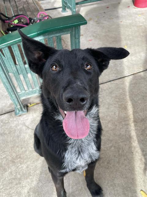Enlarge REX, a Adoptable mixed breed in Lodi, CA image 2/2