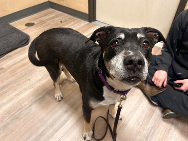 Enlarge Blair Bear, a Adoptable mixed breed in Oceanside, CA image 1/2