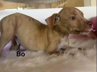 Bo