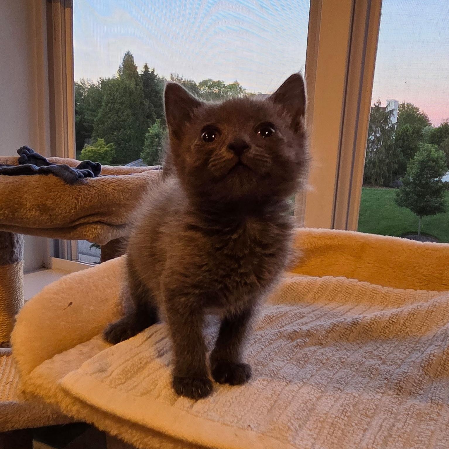 Tinker, ADOPTABLE, Kitten Female Domestic Short Hair & Russian Blue.