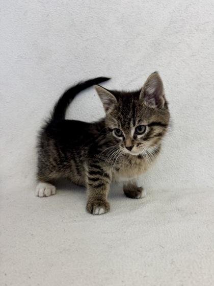 Enlarge Karter, a Adoptable Domestic Short Hair in Buffalo, MN image 1/1