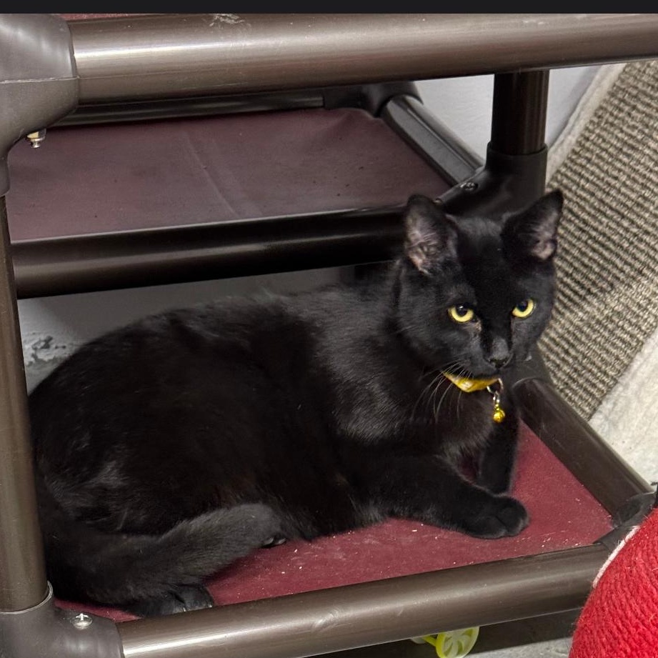Jordan, ADOPTABLE, Young Male Domestic Short Hair.