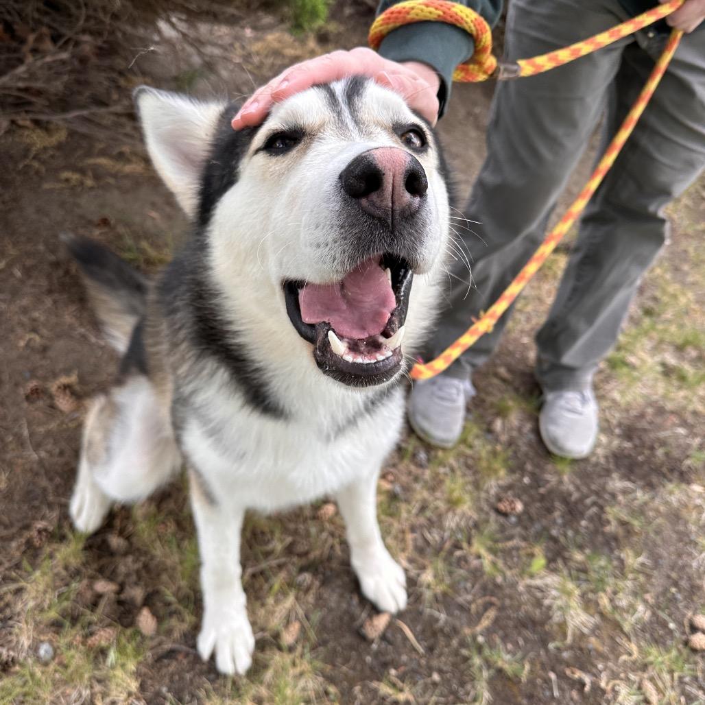 Link, Adoptable, Adult Male Husky.