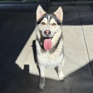 Enlarge Link, a Adoptable Husky in Spokane, WA image 1/6