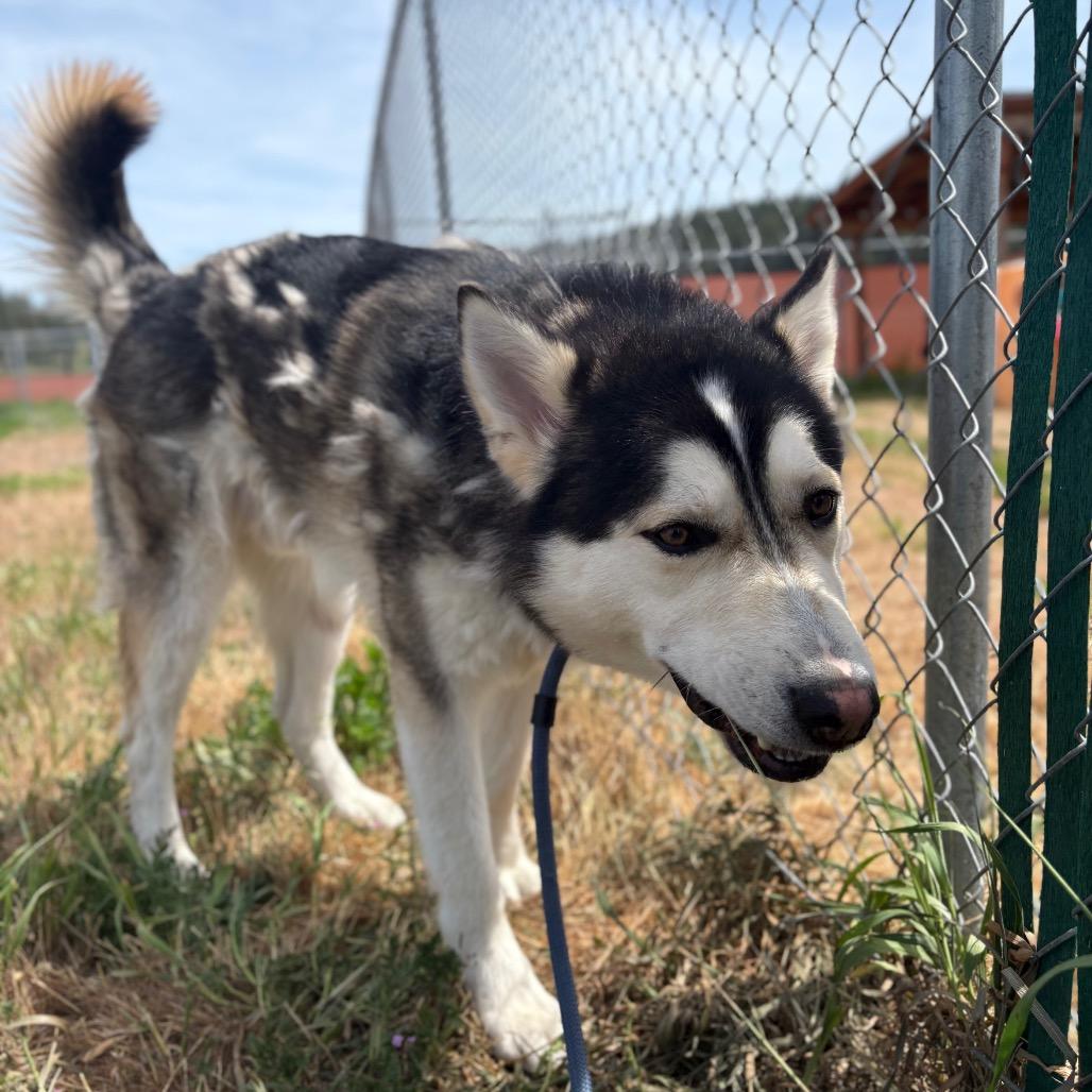 Enlarge Link, a Adoptable Husky in Spokane, WA image 2/6