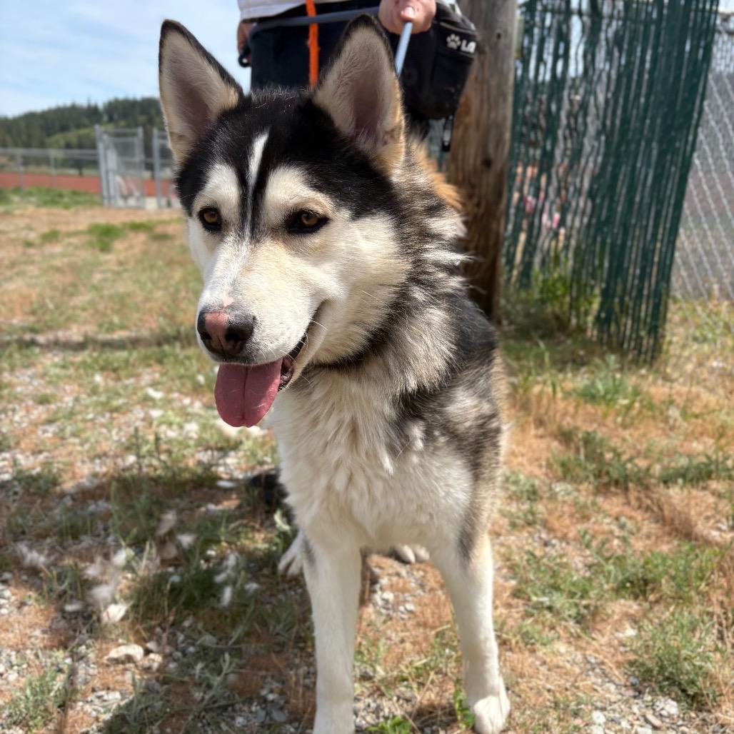 Enlarge Link, a Adoptable Husky in Spokane, WA image 3/6