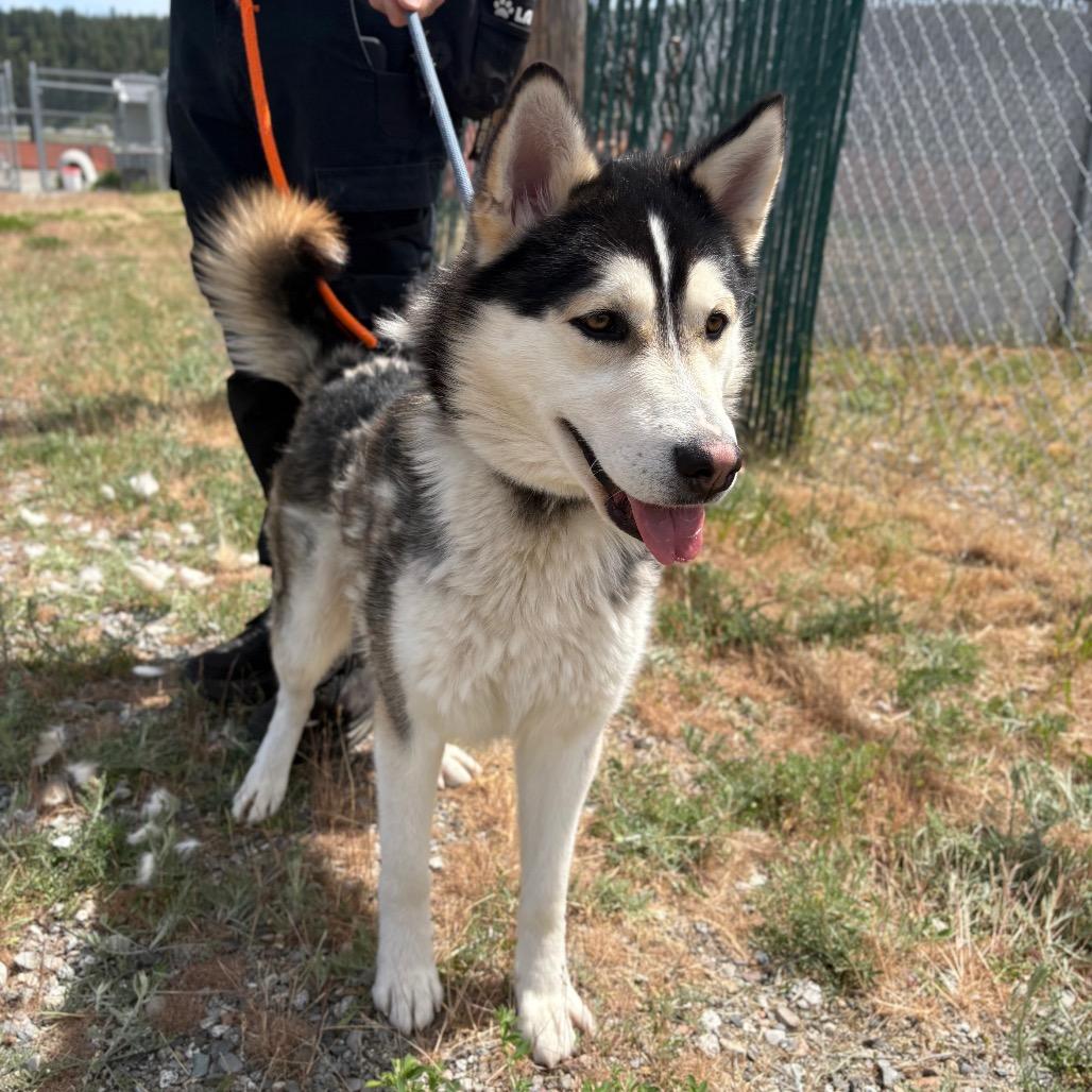 Enlarge Link, a Adoptable Husky in Spokane, WA image 4/6