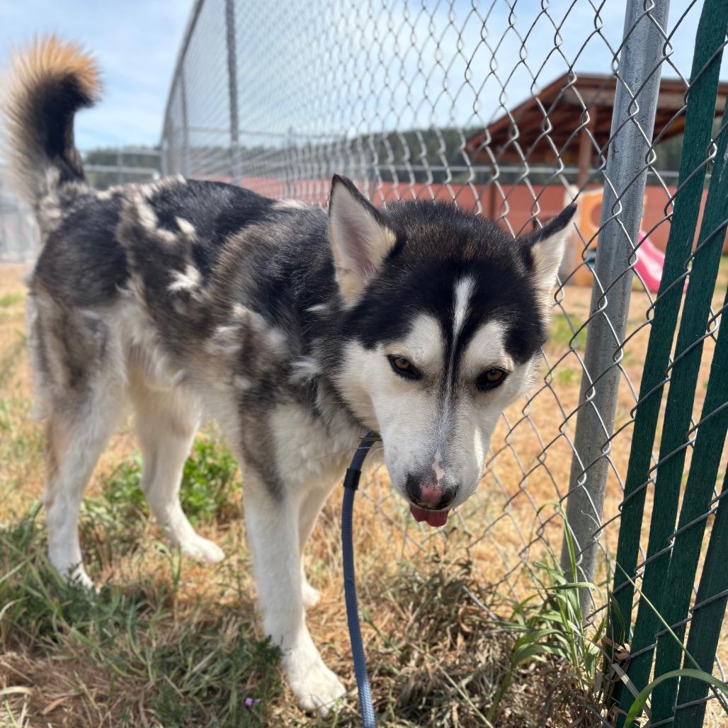 Enlarge Link, a Adoptable Husky in Spokane, WA image 5/6
