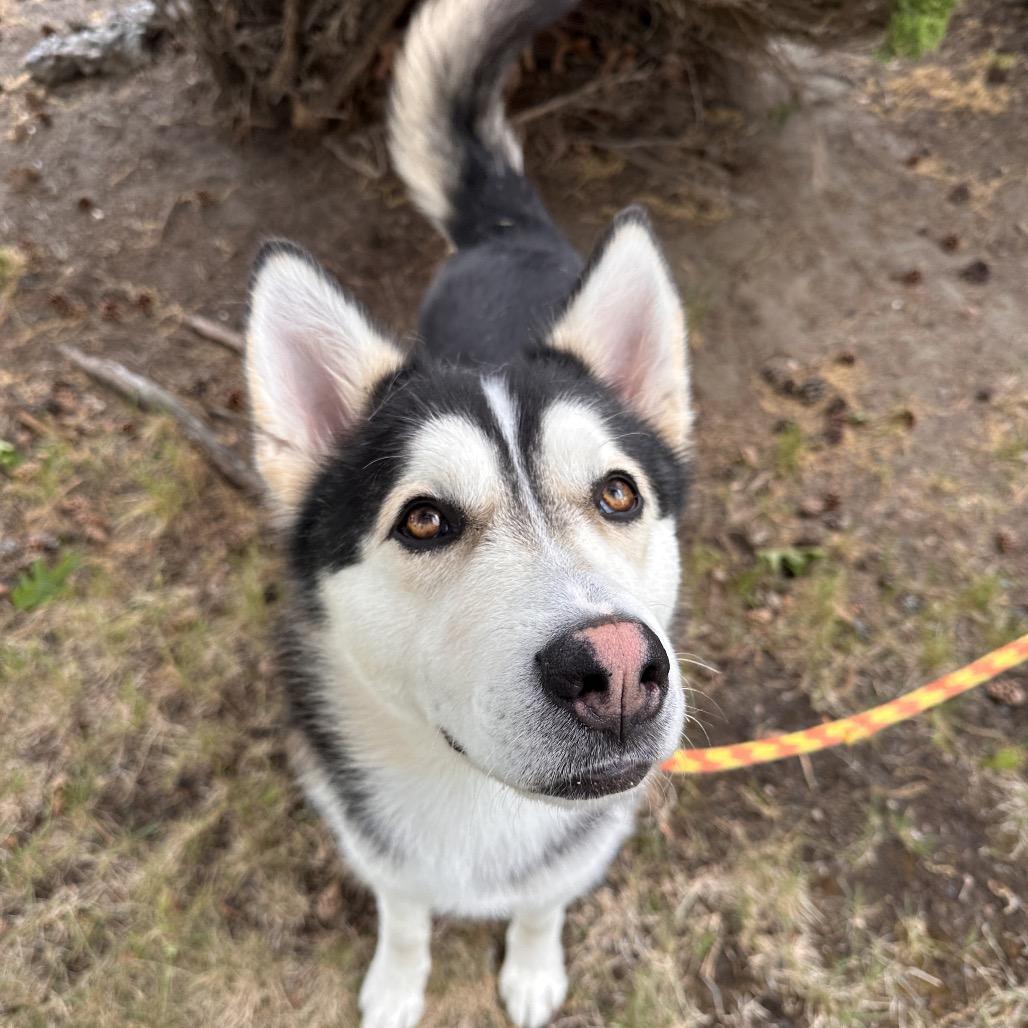 Enlarge Link, a Adoptable Husky in Spokane, WA image 6/6