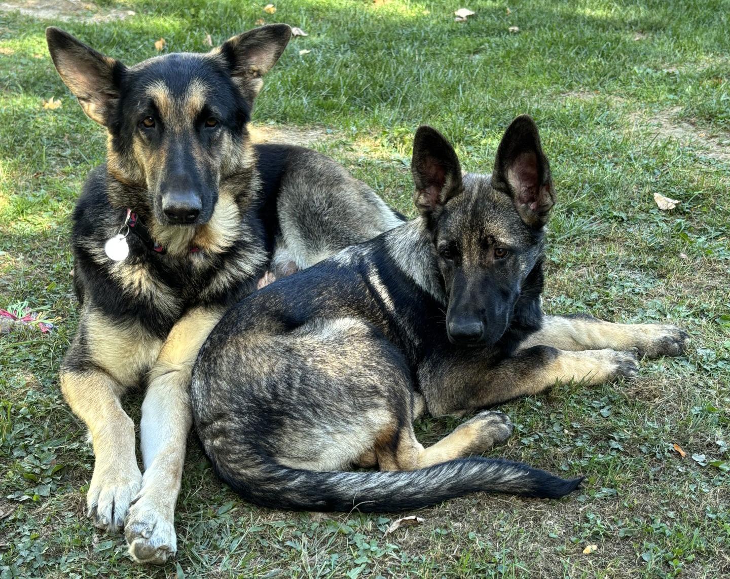 Willow & Milo