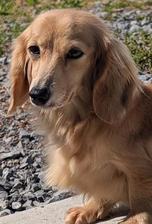 Enlarge Eve in SC, a ADOPTABLE Dachshund (Long Haired) in Georgetown, SC image 1/3