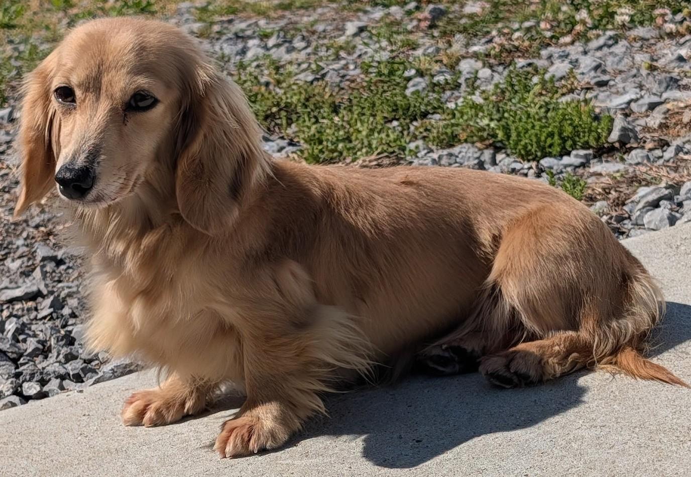 Enlarge Eve in SC, a ADOPTABLE Dachshund (Long Haired) in Georgetown, SC image 2/3