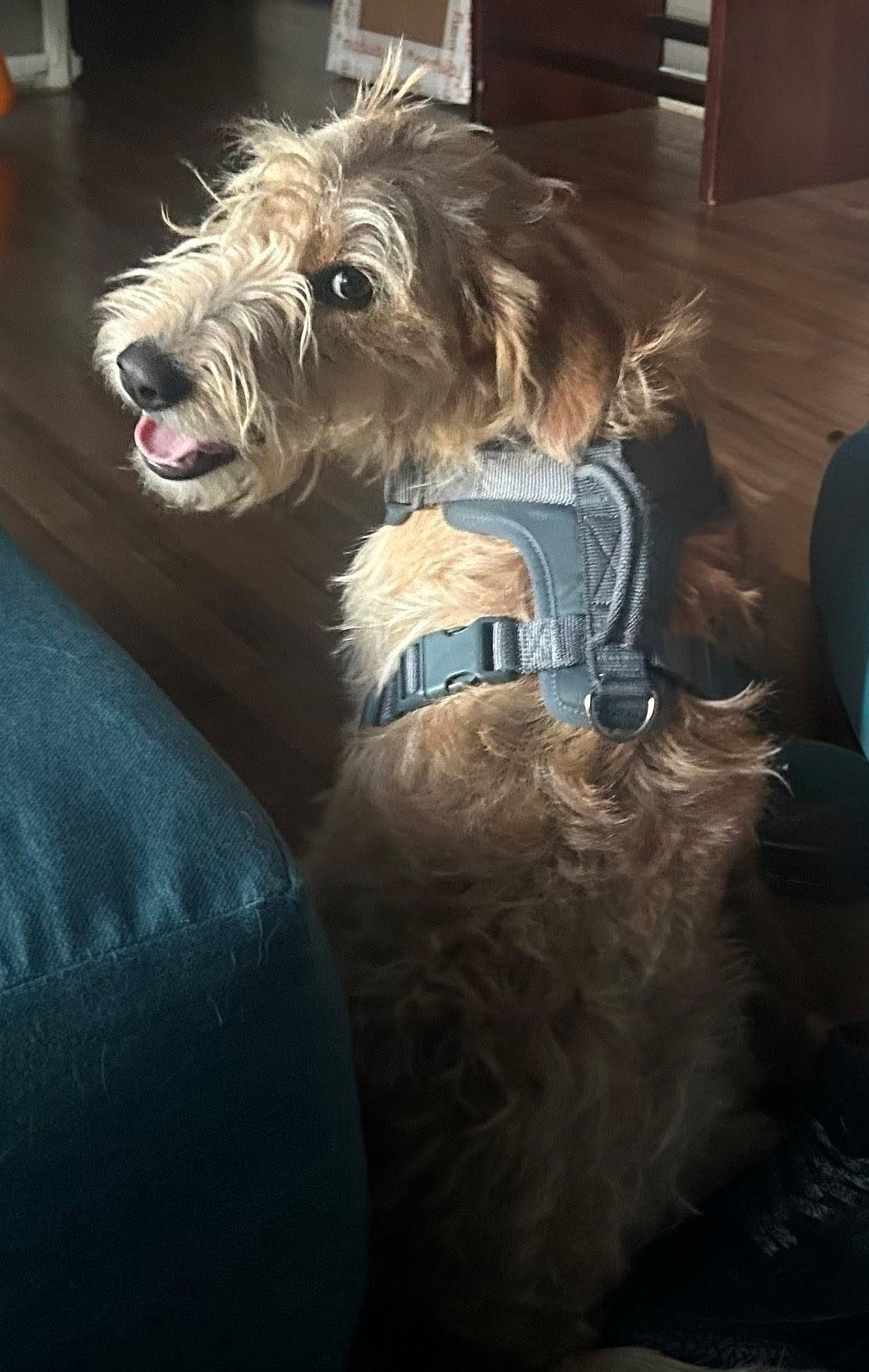 Daisy, an adopted Terrier in Dallas, TX image 4/4