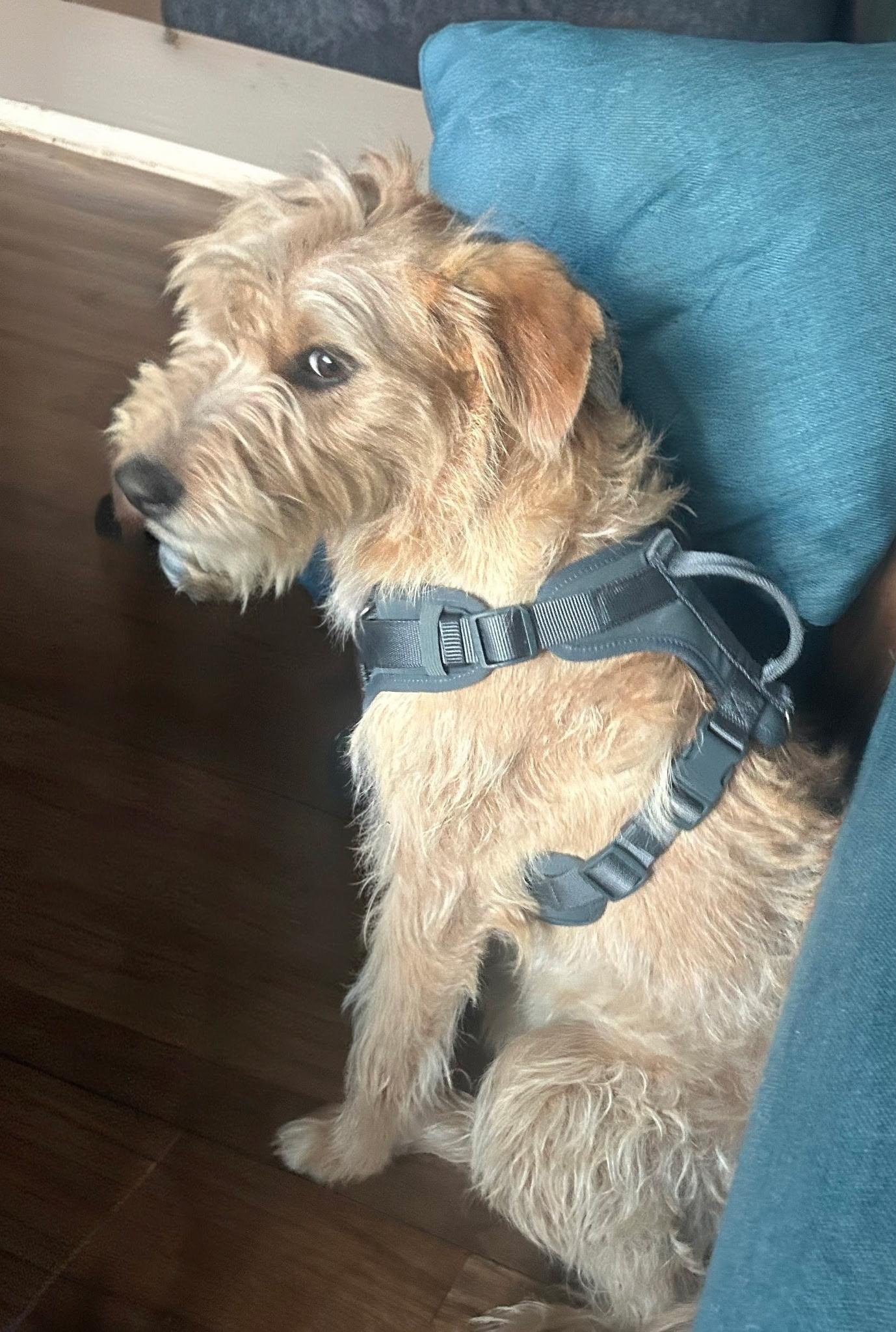 Daisy, an adopted Terrier in Dallas, TX image 1/4