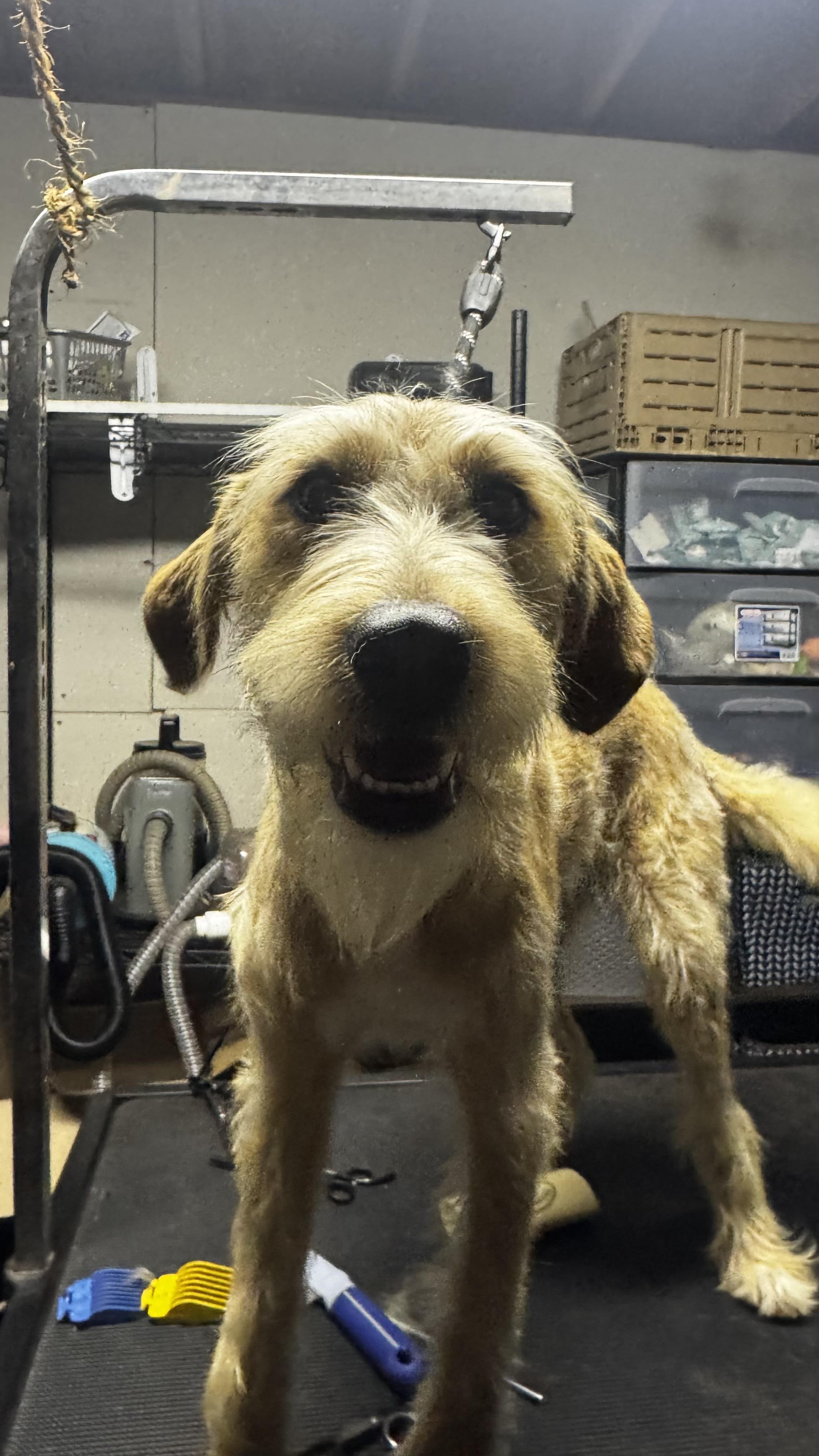 Daisy, an adopted Terrier in Dallas, TX image 2/4