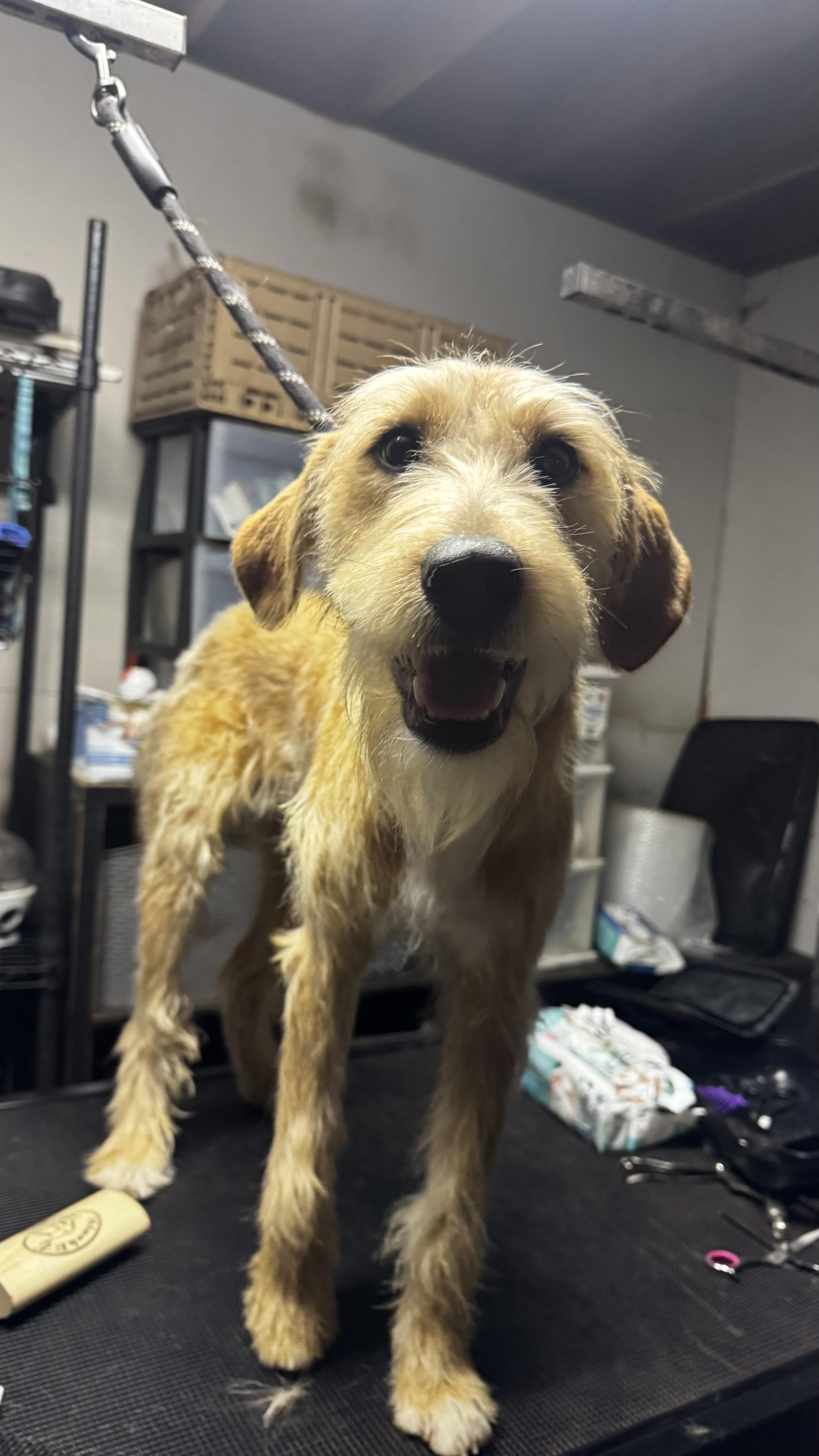 Daisy, an adopted Terrier in Dallas, TX image 3/4