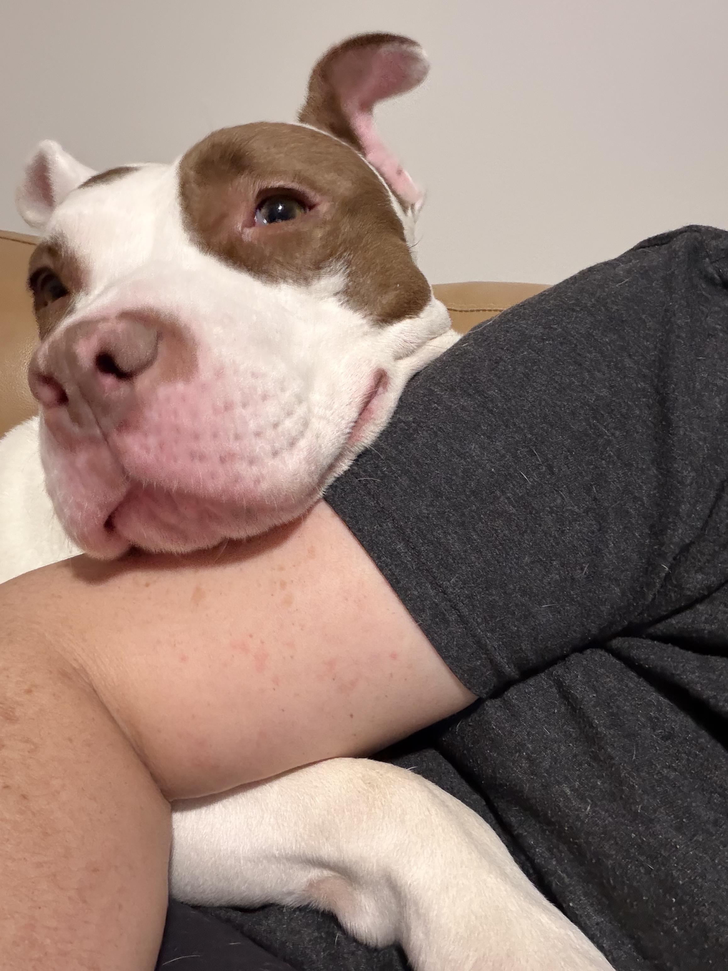 Enlarge Saphire, a Adoptable Mixed Breed in Herndon, VA image 5/6