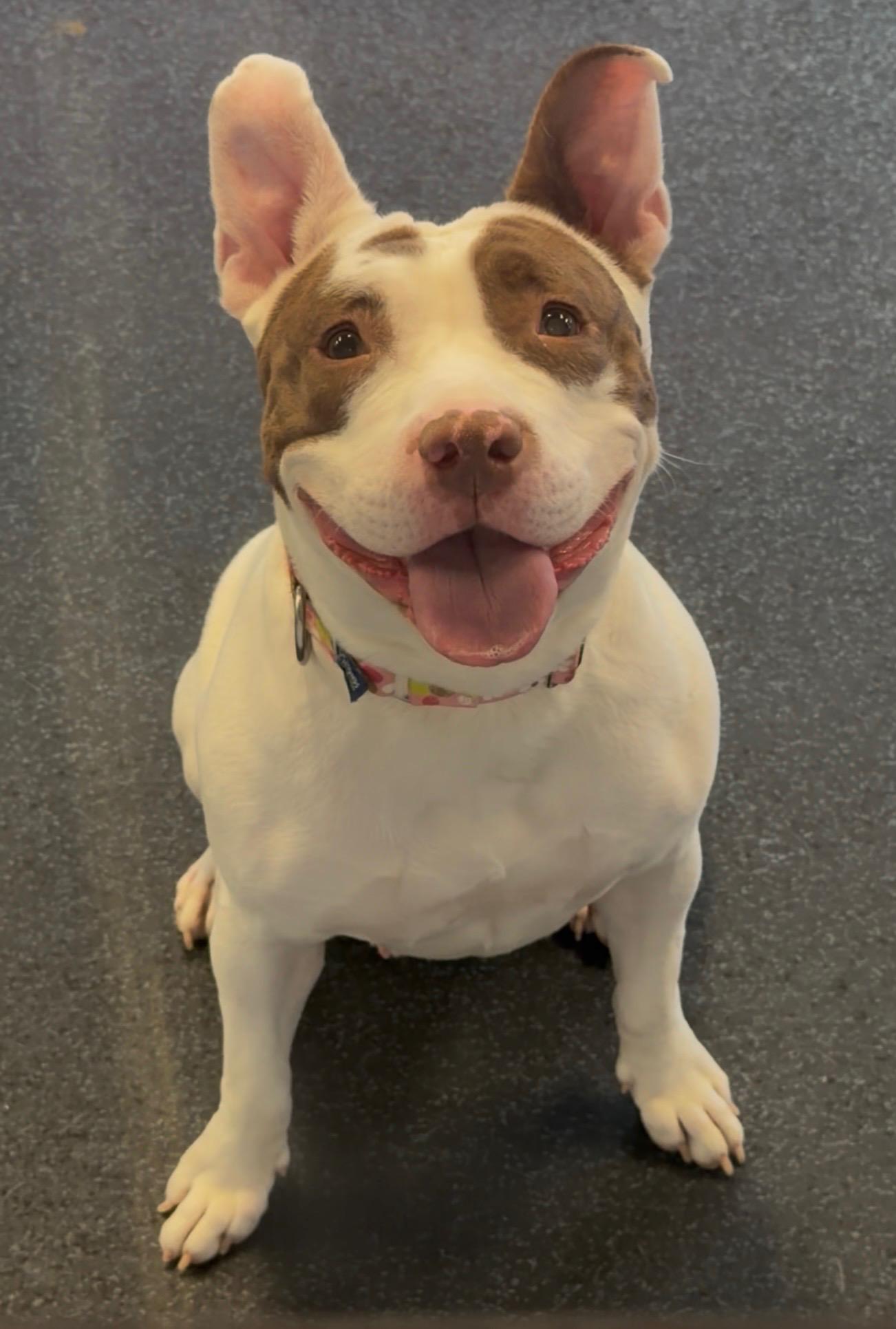 Saphire, Adoptable, Adult Female Mixed Breed.