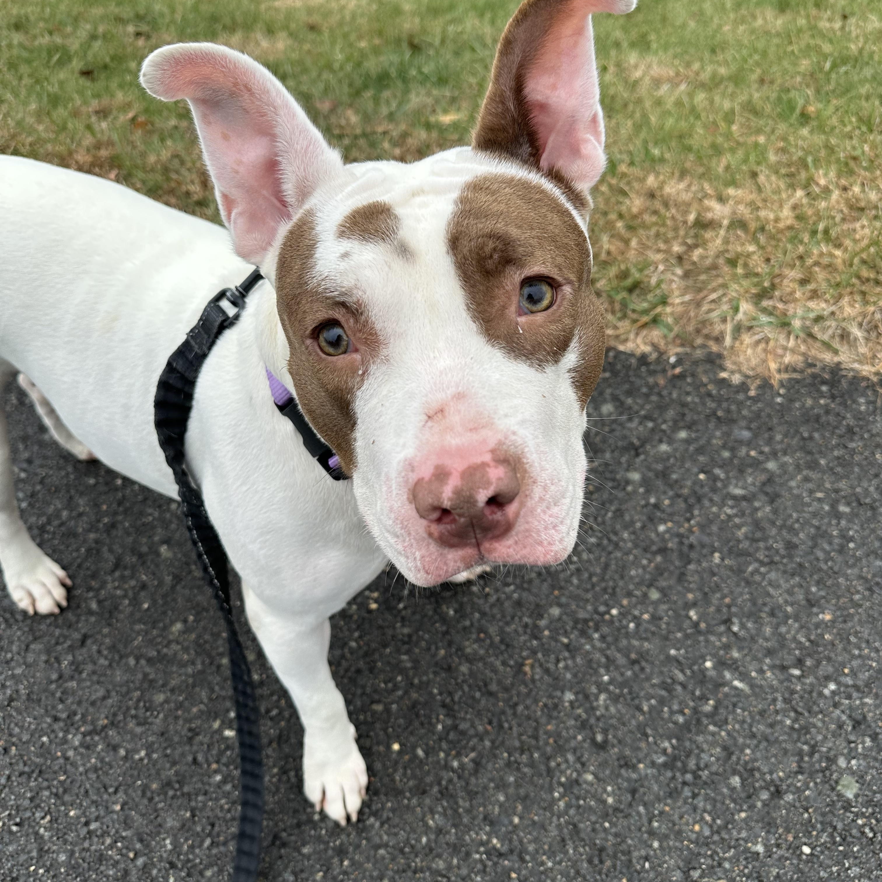 Enlarge Saphire, a Adoptable Mixed Breed in Herndon, VA image 2/6