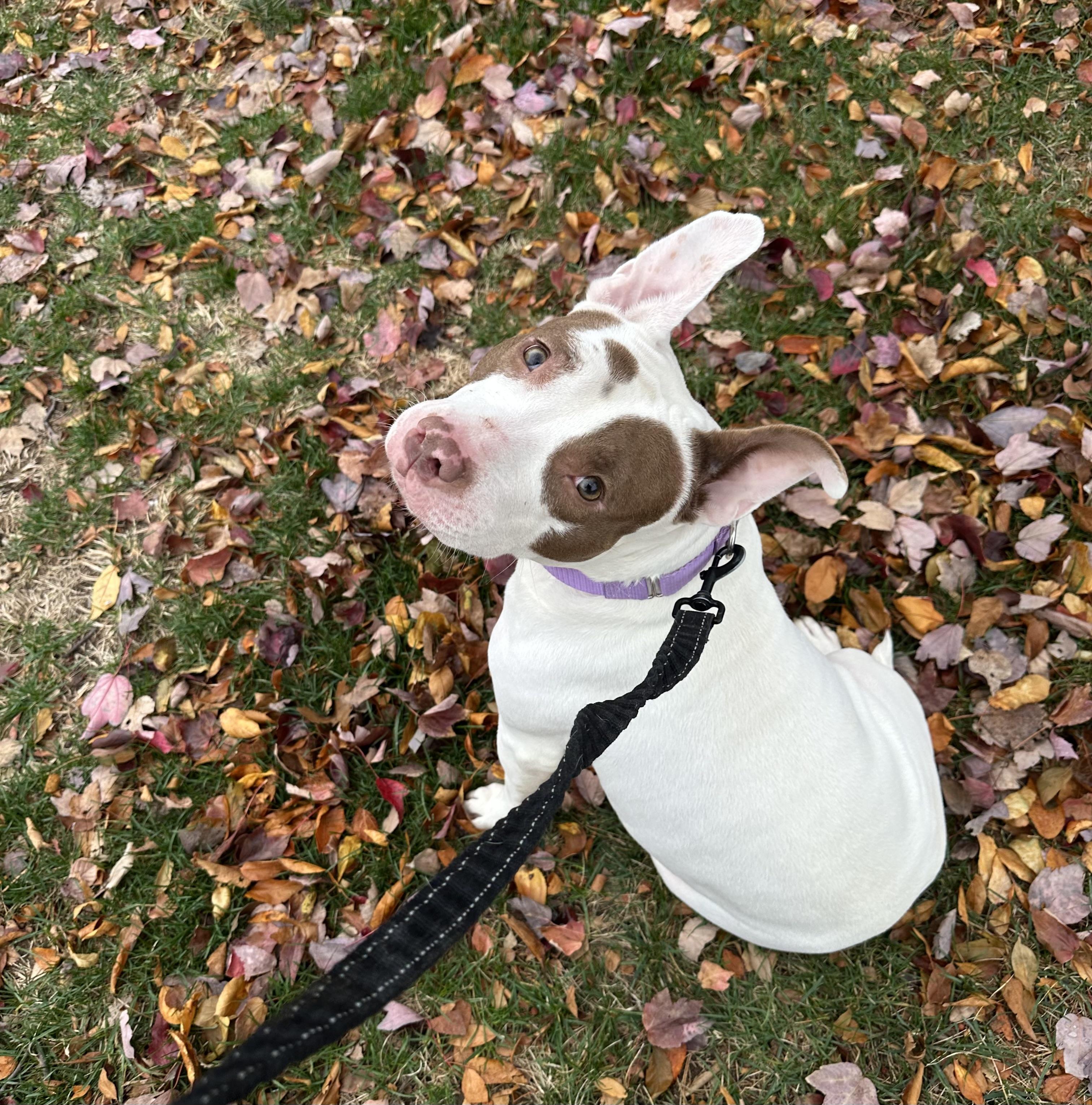 Enlarge Saphire, a Adoptable Mixed Breed in Herndon, VA image 3/6