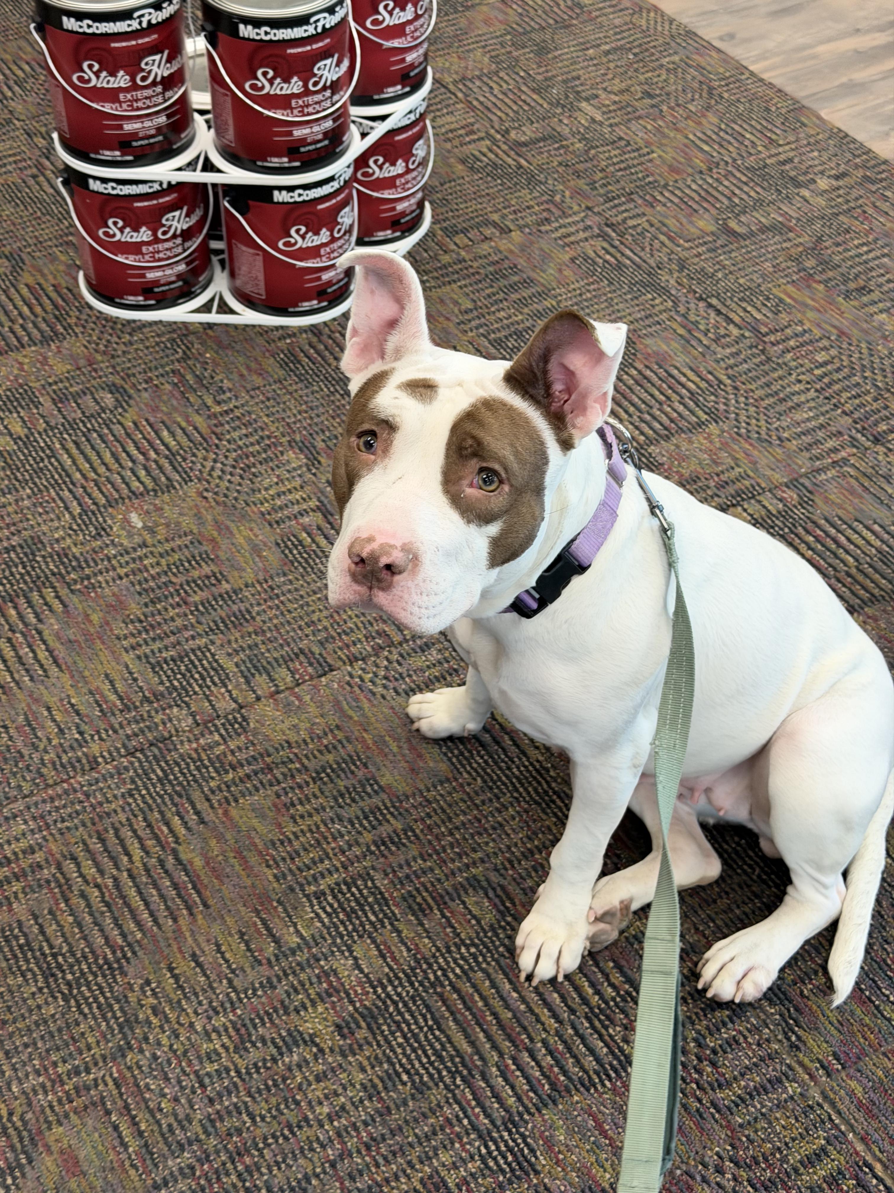 Enlarge Saphire, a Adoptable Mixed Breed in Herndon, VA image 6/6