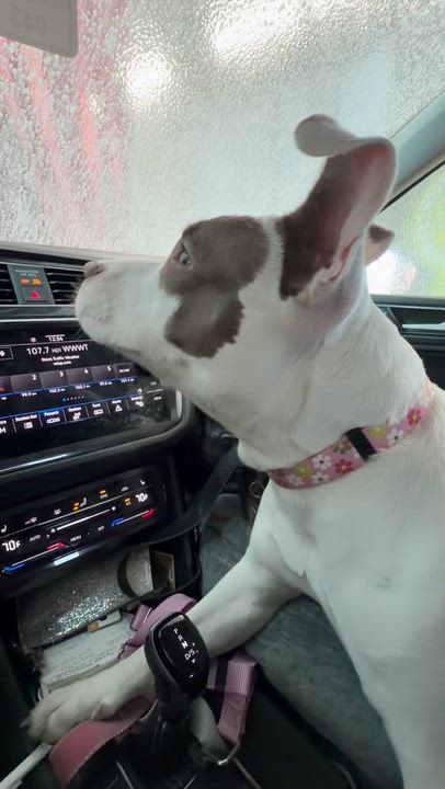 Enlarge Saphire, a Adoptable Mixed Breed in Herndon, VA video 4/6