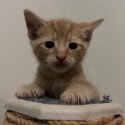 Hera's Kittens, a Adoptable Domestic Short Hair in Annapolis, MD image 2/4