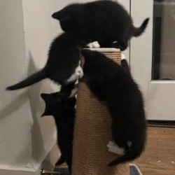 Hera's Kittens, a Adoptable Domestic Short Hair in Annapolis, MD image 3/4