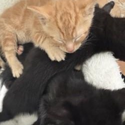 Hera's Kittens, a Adoptable Domestic Short Hair in Annapolis, MD image 1/4
